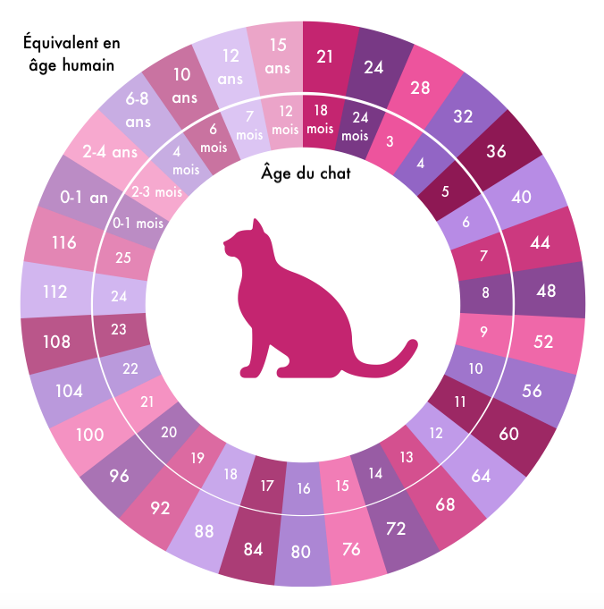 comment-calculer-l-ge-de-son-chat